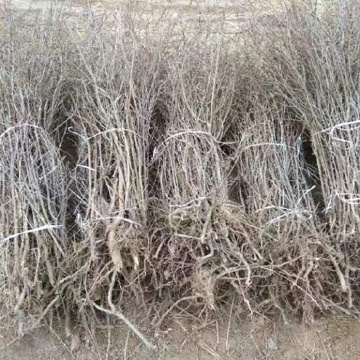 神池县大量出售沙棘苗