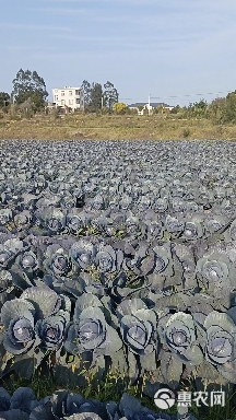 福建福清紫甘蓝大量上市中，有想法的客户私聊我