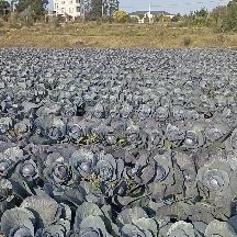 福建福清紫甘蓝大量上市中，有想法的客户私聊我