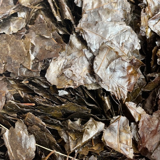玉林苦丁茶 批发零售中药材 一斤起发  新货 量大从优 一件代发