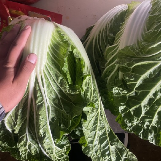 蒙自市白菜，大白菜联系