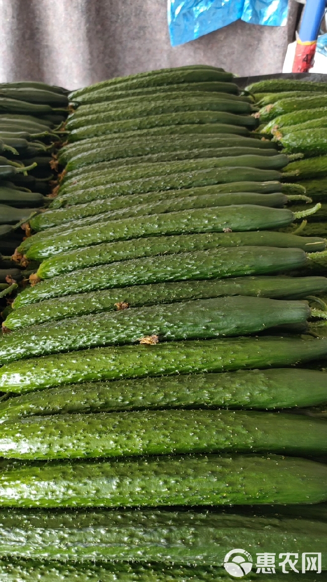 山东密刺黄瓜常年有货市场，货电商货保质保量一手货源产地销售。