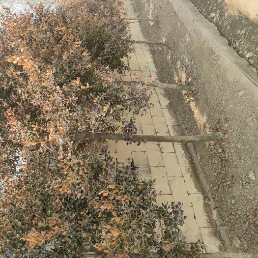 沂南县黄杨树