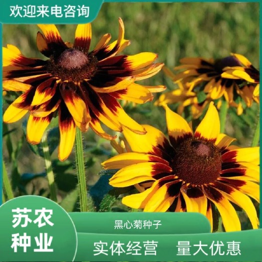 沭阳县黑心菊种子金光菊花种籽子多年生四季易活庭院盆栽花籽耐寒花期长