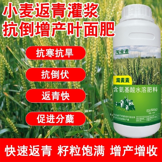 长沙麦黄金小麦专用丰产分蘖抗倒伏缩节字粒饱满灌浆增产叶面肥包邮