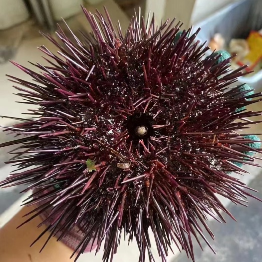 连云港鲜活海胆活体海胆