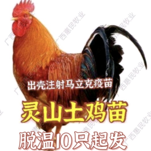 南宁土鸡苗 灵山土鸡苗 公苗 包打疫苗  假一赔十