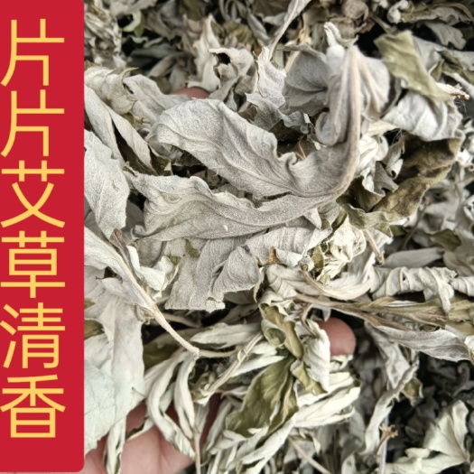 苦艾  艾叶  无枝干  非人工种植
