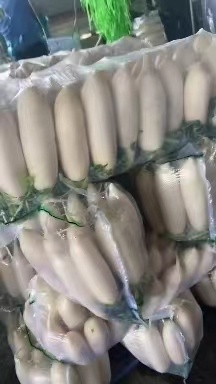 宜昌【萝卜】白萝卜  大量供应 湖北基地直发 质量上乘
