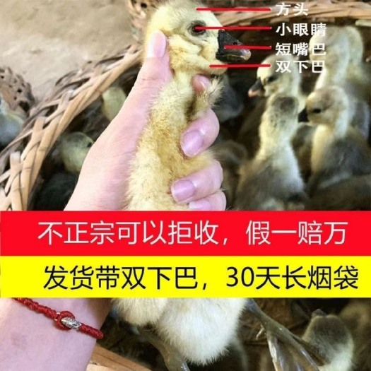汕头澄海纯种狮头鹅苗潮汕特大种巨型汕头纯种狮头鹅苗狮头鹅活体批发