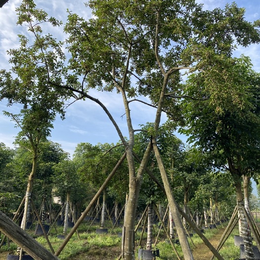 闽侯县红果冬青