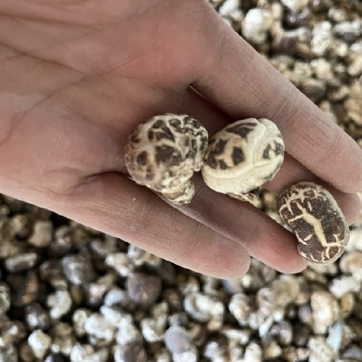 包邮白花菇2～2.5厘米2025新干香菇花菇