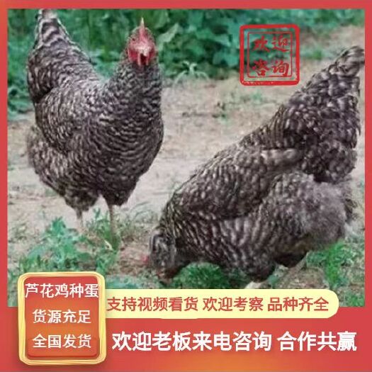 曹县鸡种蛋  小芦花种蛋，细腿芦花种蛋，小体型芦花鸡蛋
