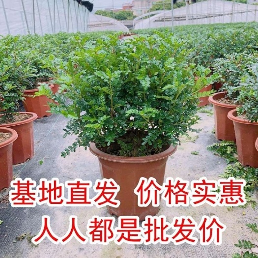佛山基地胡椒木 价格实惠