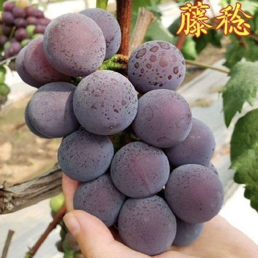 平邑县嫁接藤稔葡萄苗，中熟大粒乒乓球果树果苗，南北方种植品种水果