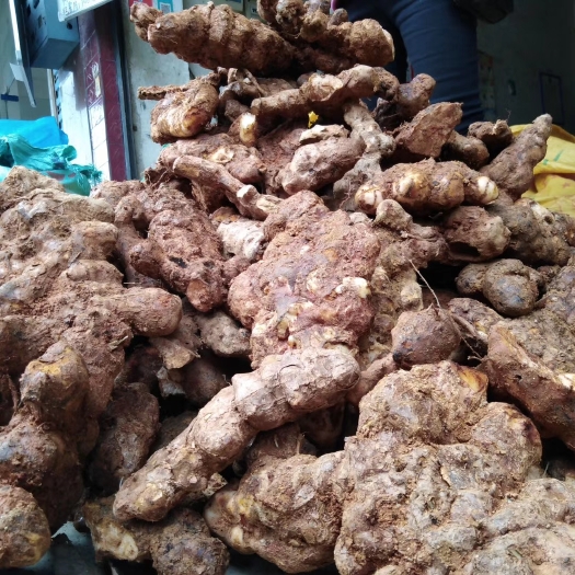 英德市土伏苓鲜货，纯白肉，本地货