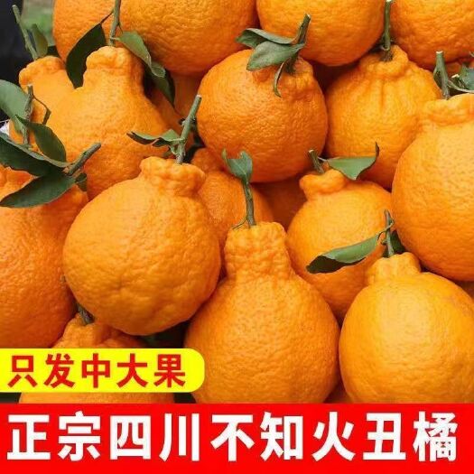 四川不知火丑橘超甜丑桔耙耙柑橘子新鲜应季水果批发薄皮桔子