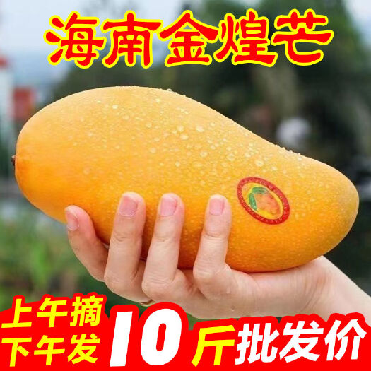 海南三亚树上熟金煌芒芒果当季水果现摘现发新鲜芒果青芒精品芒果
