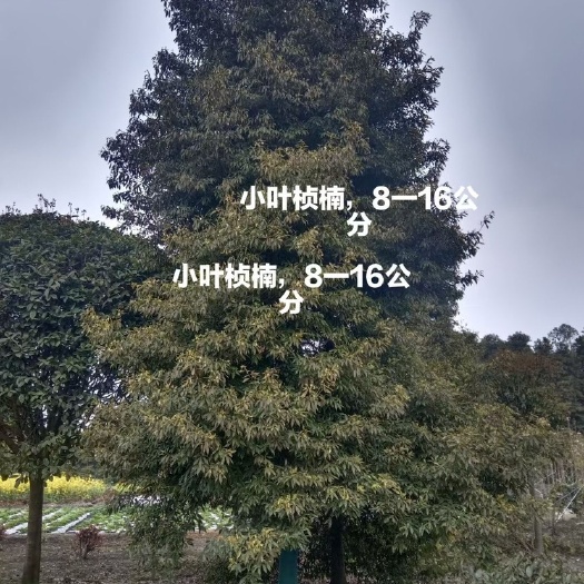 成都小叶桢楠，金丝楠木，成都产地大量批发金丝楠木