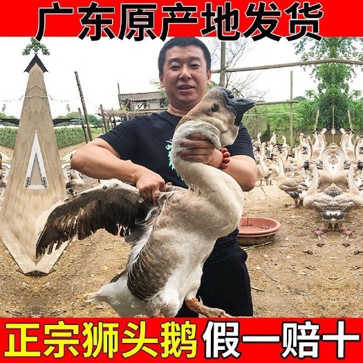 汕头【死亡包赔】鹅苗批发小鹅狮头鹅苗特大产蛋王纯种纯种鹅极速发货