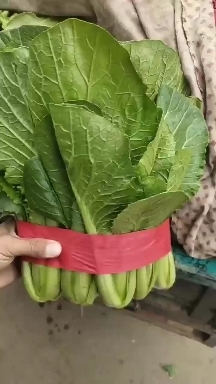 邯郸奶白菜