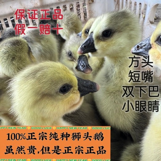 汕头潮汕特大纯种狮头鹅苗批发汕头巨型品种灰狮头鹅活体苗纯种鹅头鹅