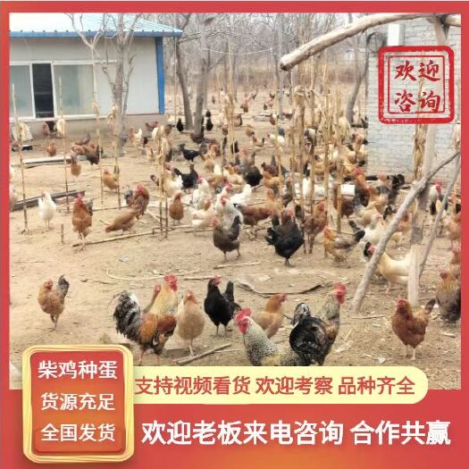 曹县鸡种蛋，花柴鸡种蛋，土鸡种蛋，散养自然受精，