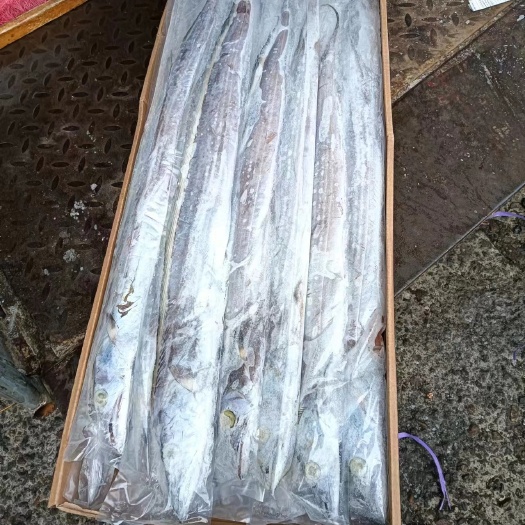 沈阳伊朗钓带中大规格AB单冻条宽刀鱼，一手货大批发大采购