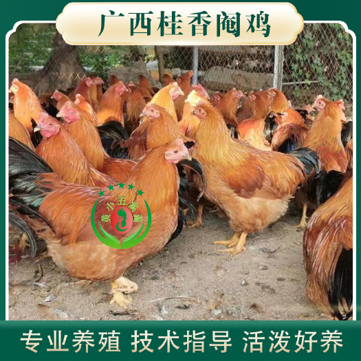 南宁脱温阉鸡苗 广西阉鸡苗  灵山土阉鸡苗  一斤以上阉鸡