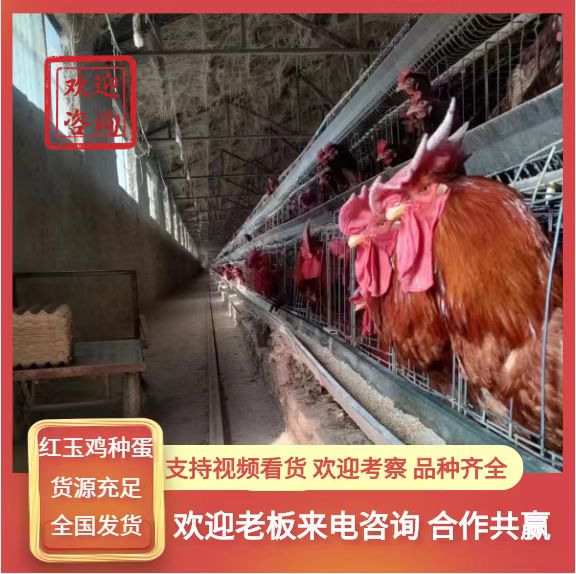 曹县新380红玉种蛋，九斤红种蛋，大红公鸡种蛋