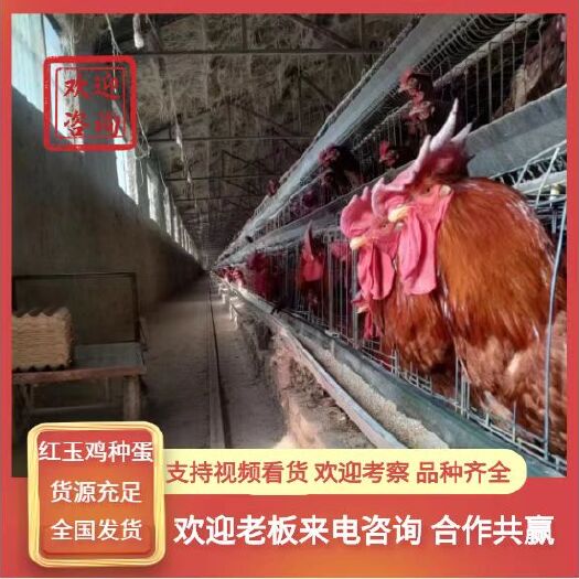 曹县新380红玉种蛋，九斤红种蛋，大红公鸡种蛋