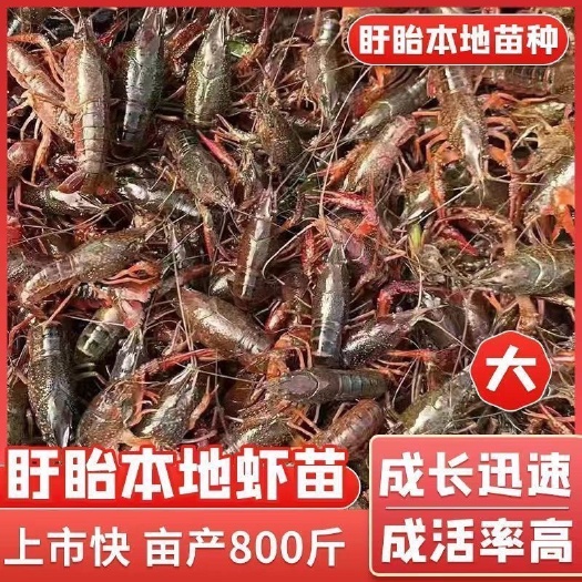 饶平县潜江小龙虾苗鲜活养殖幼苗活虾苗原产地批发淡水高存活率易养