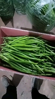 毕节8号线椒