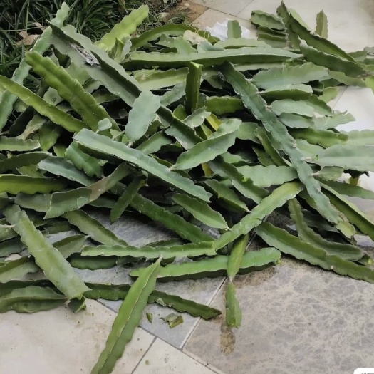 玉林红皮白肉火龙果苗  火龙果苗庭院楼顶阳台植物包邮