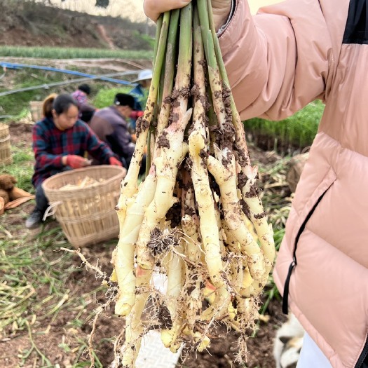威远县四川威远本地仔姜 批发市场 电商