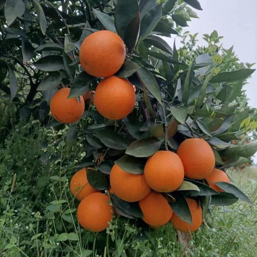 江永县湖南江永夏橙鲜果大量上市，皮薄多汁，口感清甜。