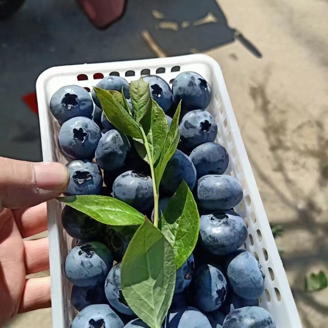 沂水县山东蓝莓大量供应产地一手货源