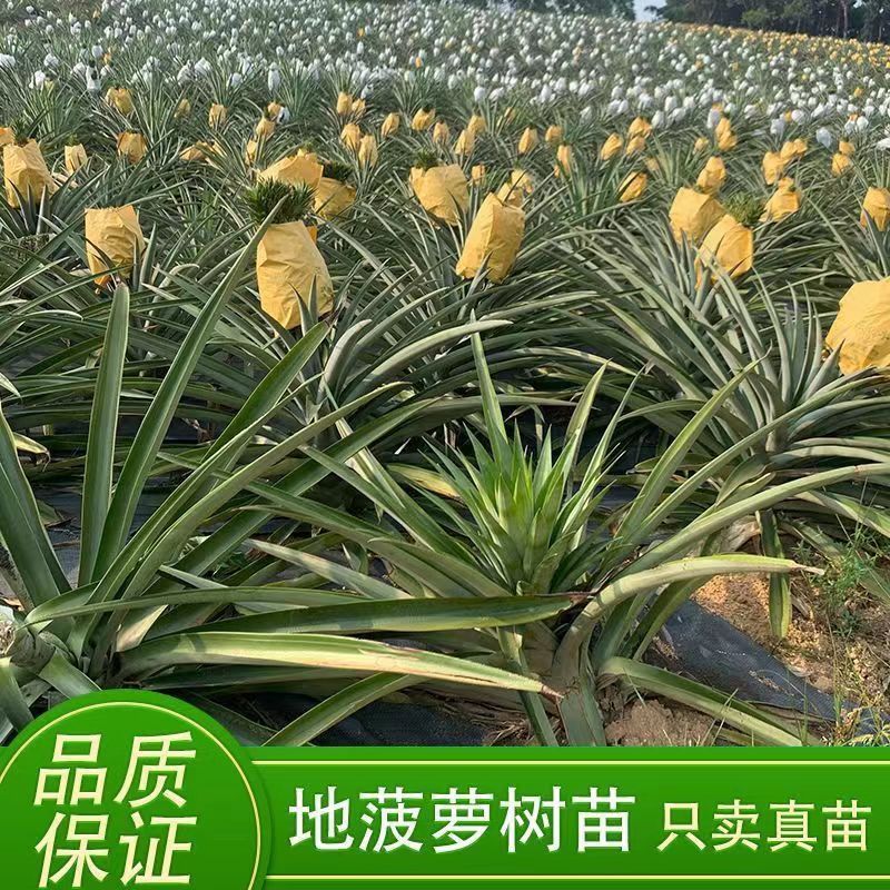 菠萝凤梨苗金钻四季种植盆栽庭院阳台带果发货室内外好养绿植