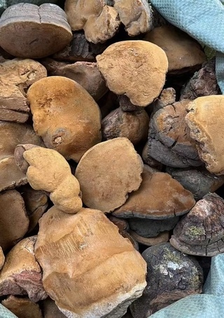 广州西藏马蹄黄人工挑选，选货，个头中大，颜色黄，肉质好