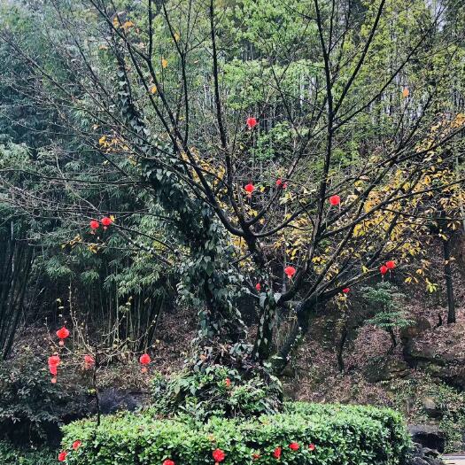 兴文县自家黄角树“大叶榕”！风景树见钱就卖