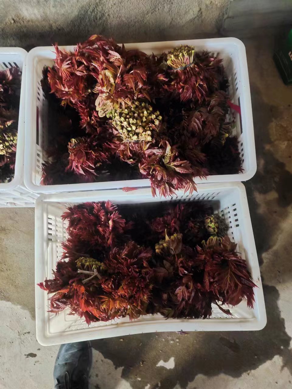 淄博野生红油香椿芽开始上市了，需要的老板来看看。