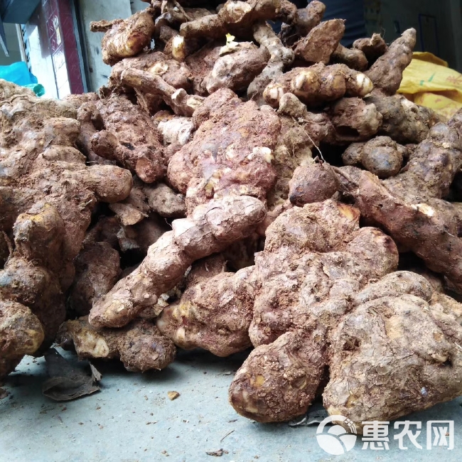 土伏苓鲜货，纯白肉，本地货