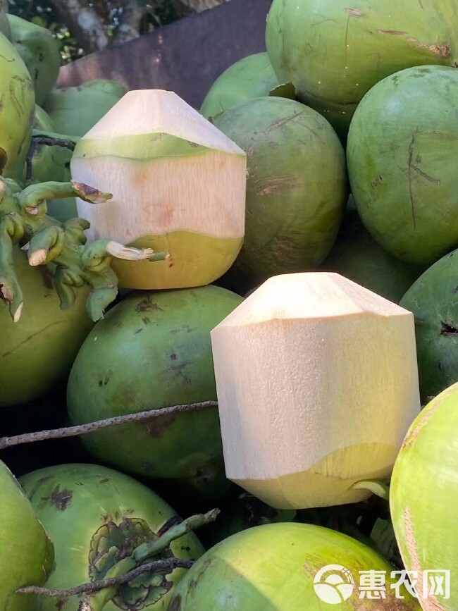 海南椰青新鲜热带水果特产嫩椰子胜泰国香水椰9个装整箱包邮