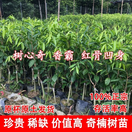 茂名糖结奇楠沉香