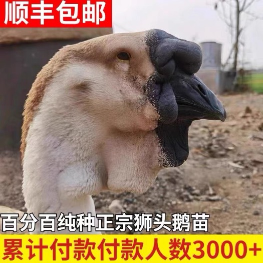 汕头小鹅活苗潮汕特大种狮头鹅活苗汕头特大型狮子头鹅纯种鹅假一赔十