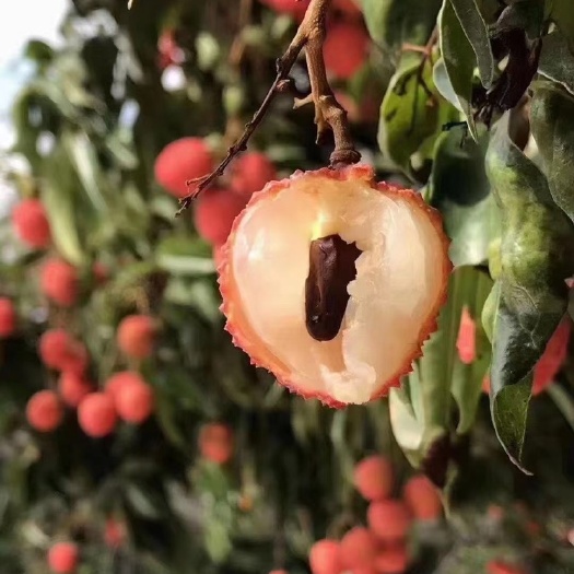 广州贵味