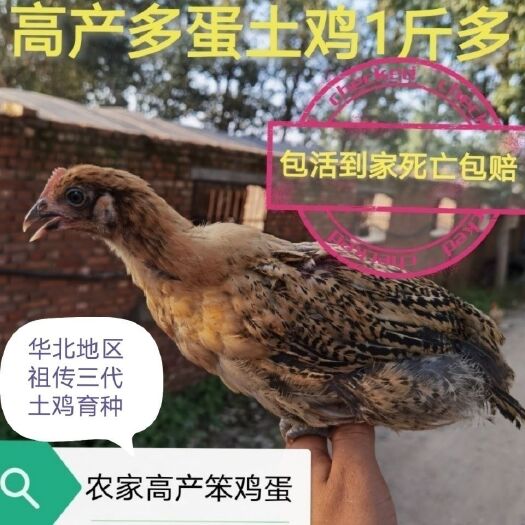 莘县一斤左右青脚麻羽鸡