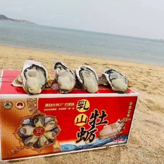 乳山市【乳山生蚝】10斤精品礼盒箱全国一件代发