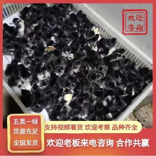 曹县五黑鸡种蛋 五黑一绿种蛋，乌骨鸡种蛋，乌鸡种蛋，绿壳种蛋