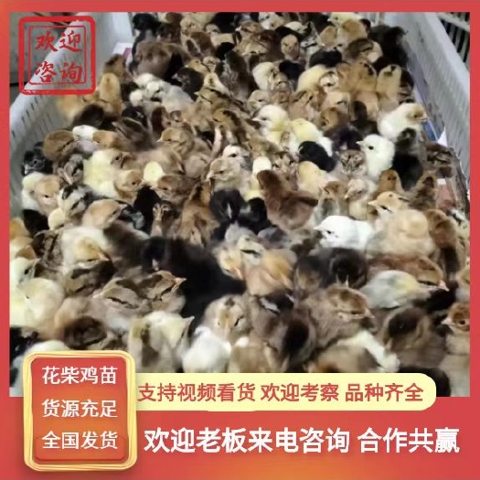 曹县花柴鸡苗，中型柴鸡苗，常年供应